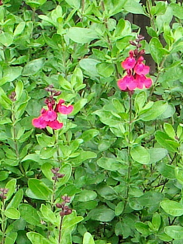 Salvia greggii