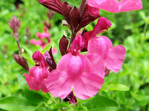 Salvia greggii