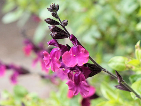 Salvia greggii