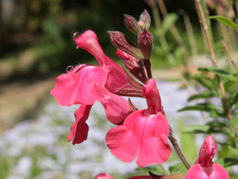 Salvia greggii