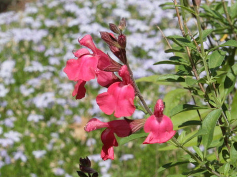 Salvia greggii