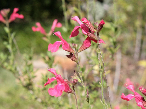 Salvia greggii