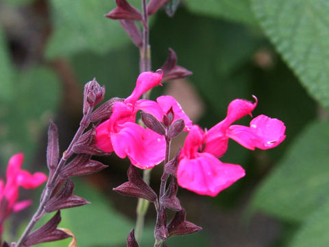 Salvia greggii