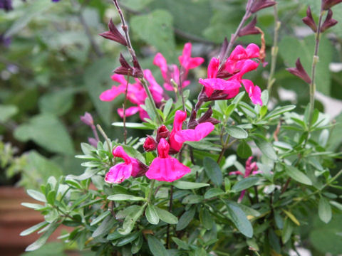 Salvia greggii