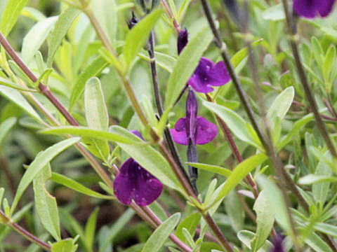 Salvia greggii cv. Navajo Dark Purple