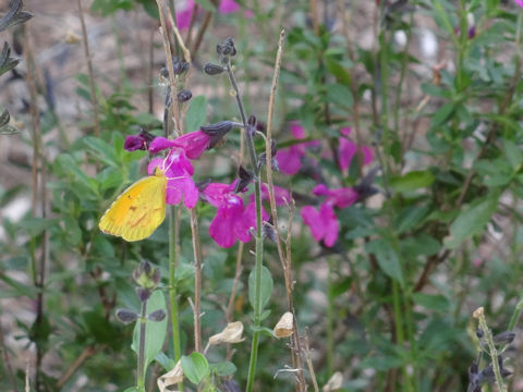 Salvia greggii