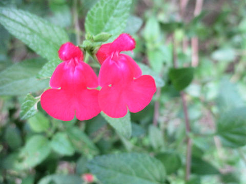 Salvia greggii