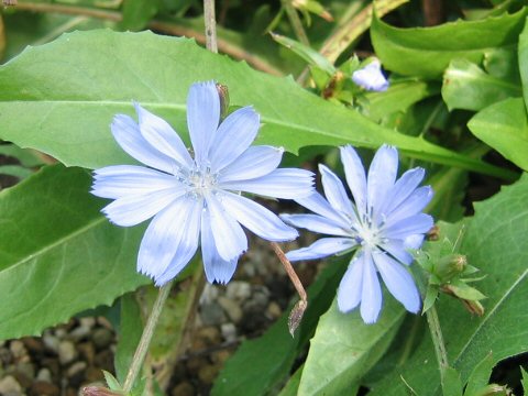 Cichorium intybus