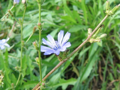 Cichorium intybus