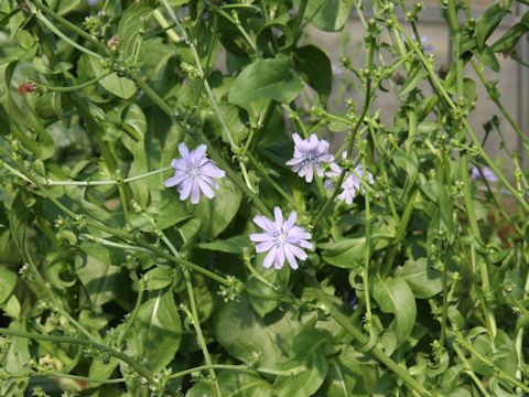 Cichorium intybus