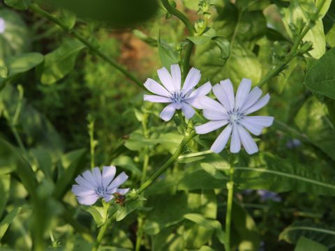 Cichorium intybus