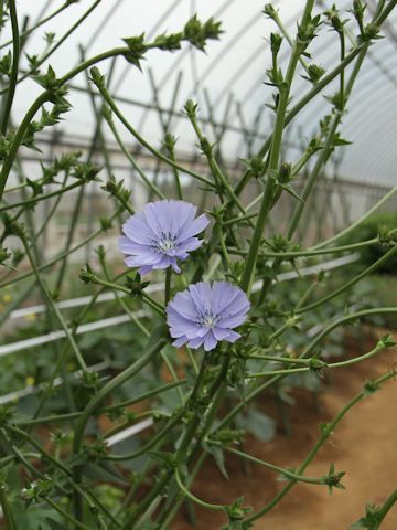 Cichorium intybus