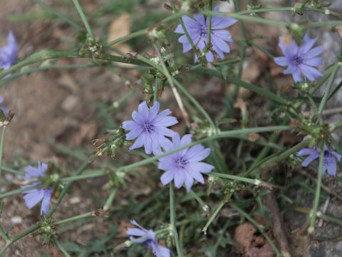 Cichorium intybus