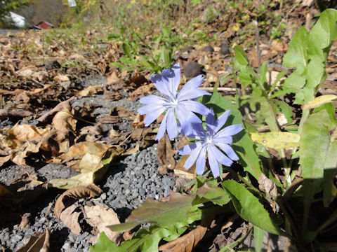 Cichorium intybus