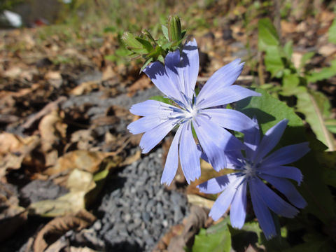 Cichorium intybus