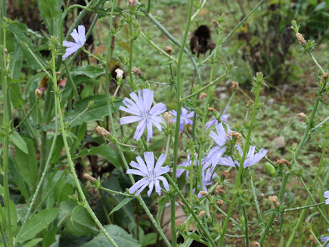 Cichorium intybus