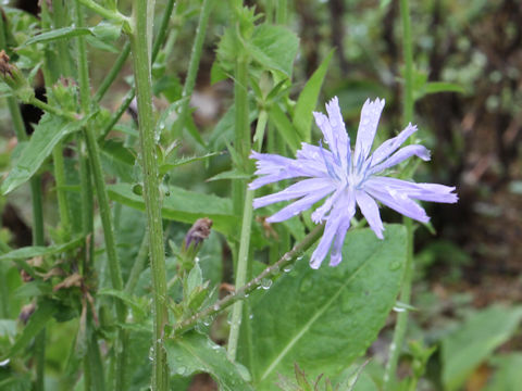 Cichorium intybus