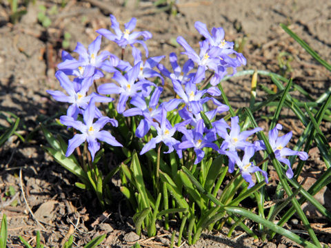 Chionodoxa gigantea