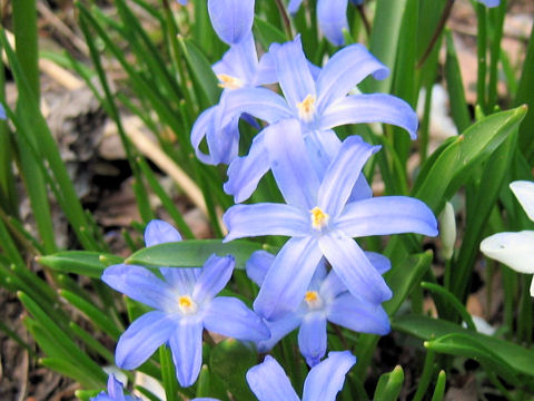 Chionodoxa gigantea cv. Blue Giant