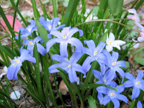 Chionodoxa gigantea cv. Blue Giant