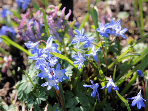 Chionodoxa gigantea