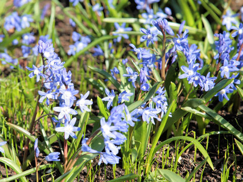 Chionodoxa gigantea