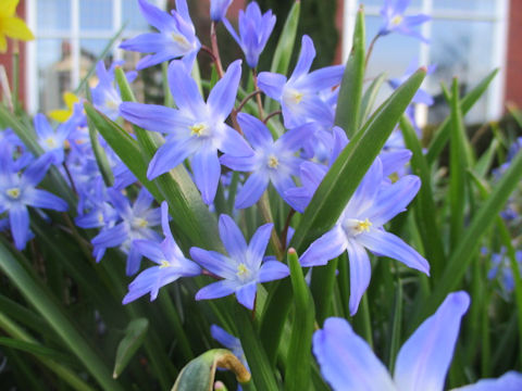 Chionodoxa gigantea