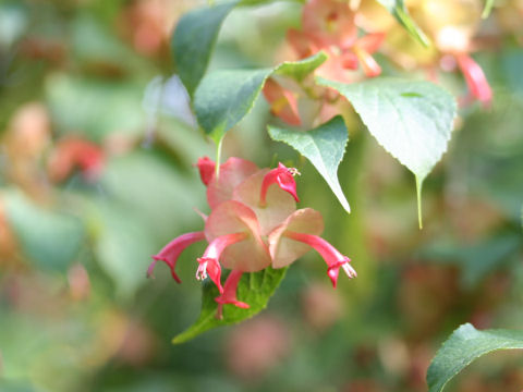 Holmskioldia sanguinea