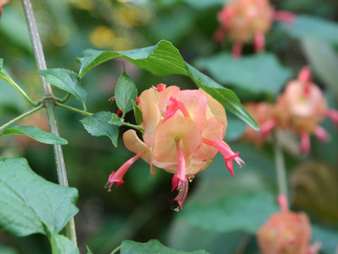 Holmskioldia sanguinea