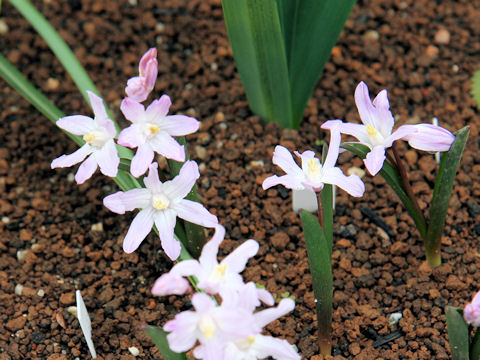 Chionodoxa luciliae