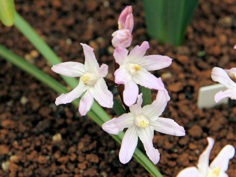 Chionodoxa luciliae