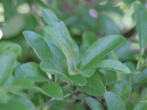 Bumelia lanuginosa