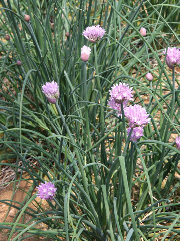 Allium schoenoprasum