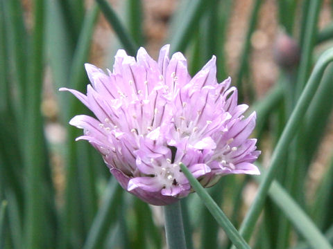 Allium schoenoprasum