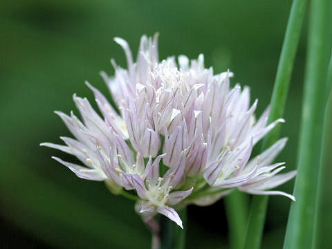 Allium schoenoprasum