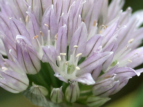 Allium schoenoprasum