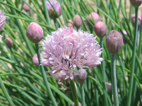 Allium schoenoprasum