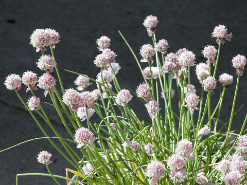 Allium schoenoprasum