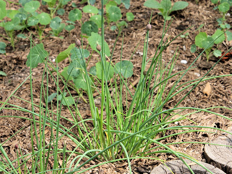 Allium schoenoprasum