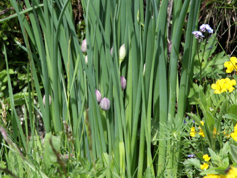 Allium schoenoprasum