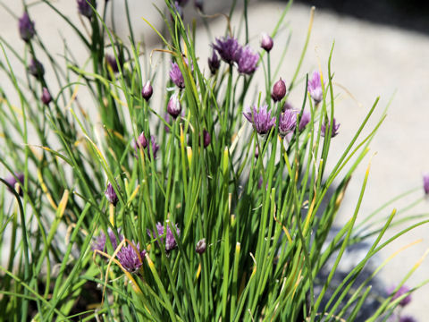 Allium schoenoprasum