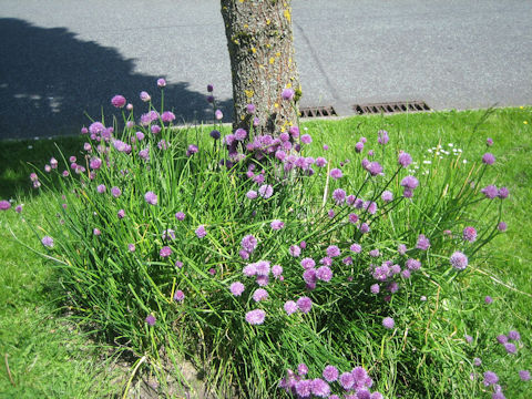 Allium schoenoprasum