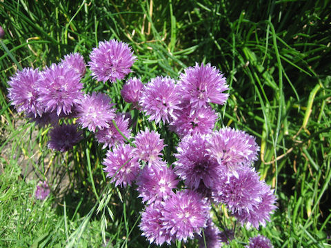 Allium schoenoprasum