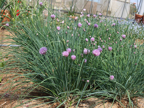 Allium schoenoprasum