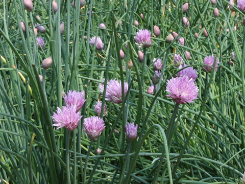 Allium schoenoprasum