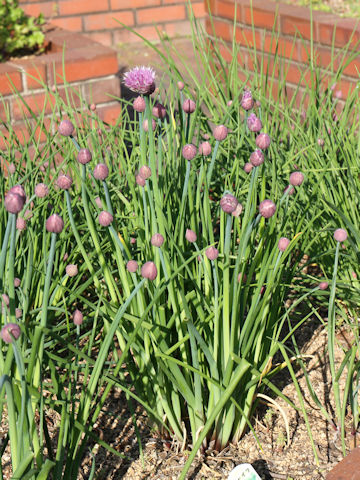 Allium schoenoprasum