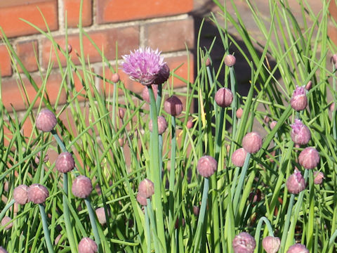 Allium schoenoprasum