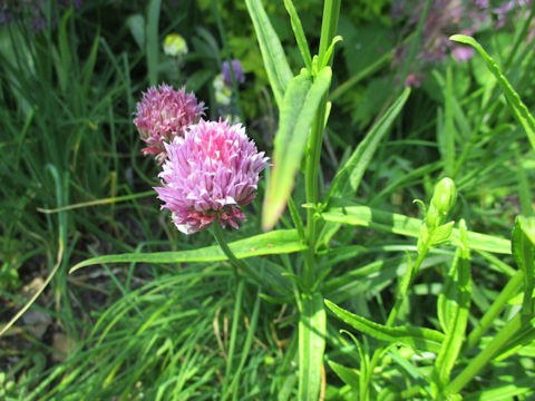 Allium schoenoprasum