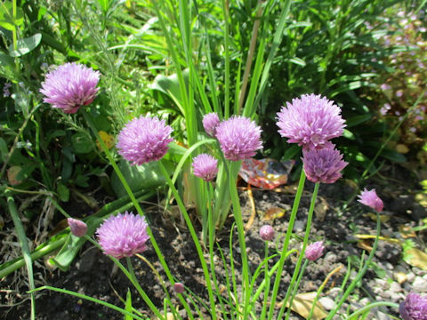 Allium schoenoprasum