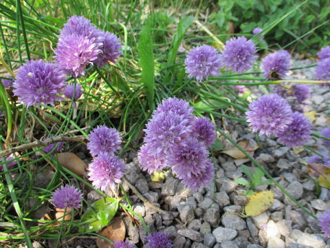 Allium schoenoprasum